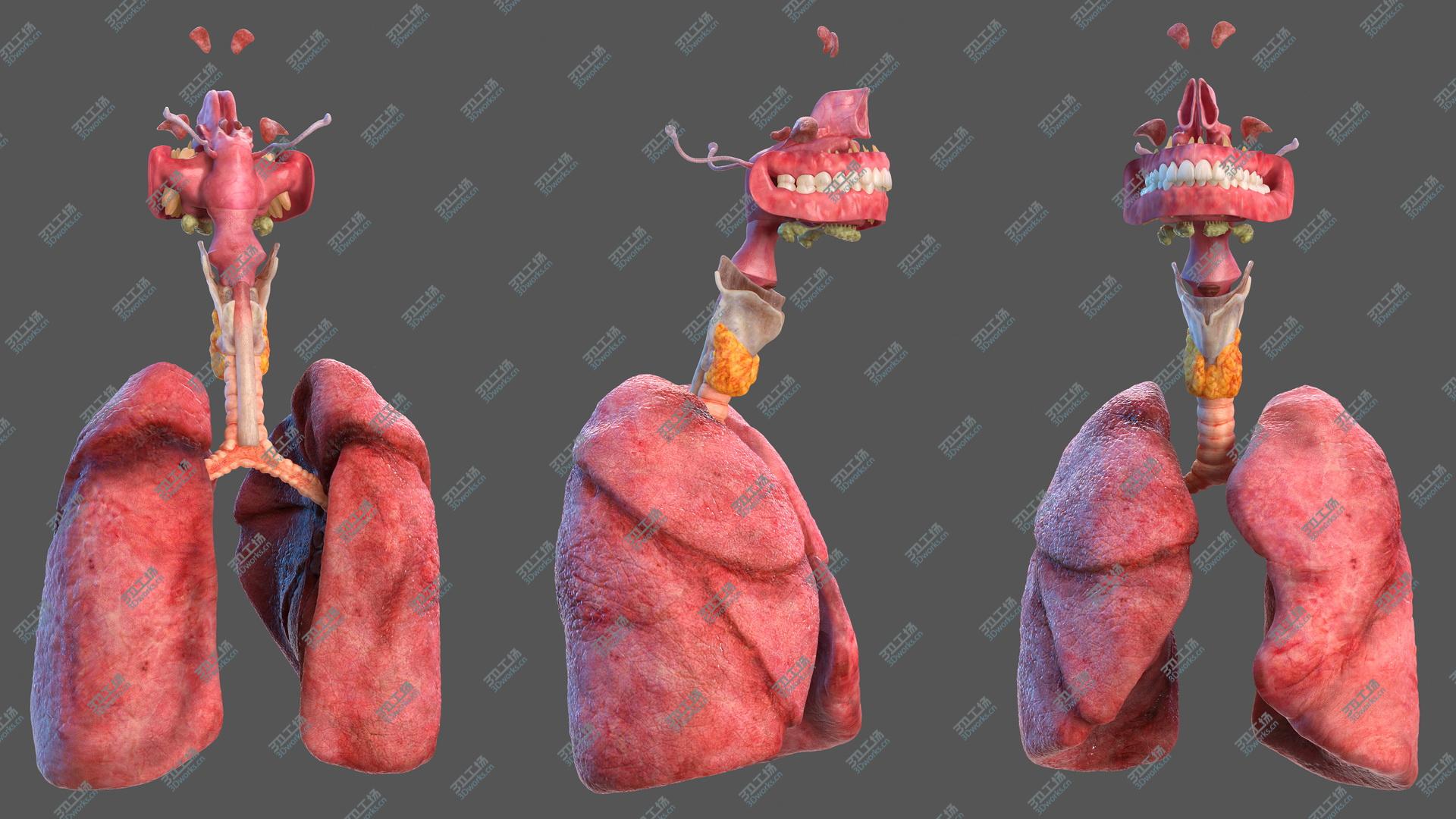 images/goods_img/202105071/3D Human Full Respiratory System/2.jpg